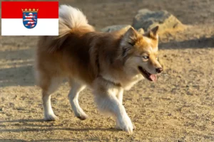 Lee más sobre el artículo Criadores de perros y cachorros de Islandia en Hesse