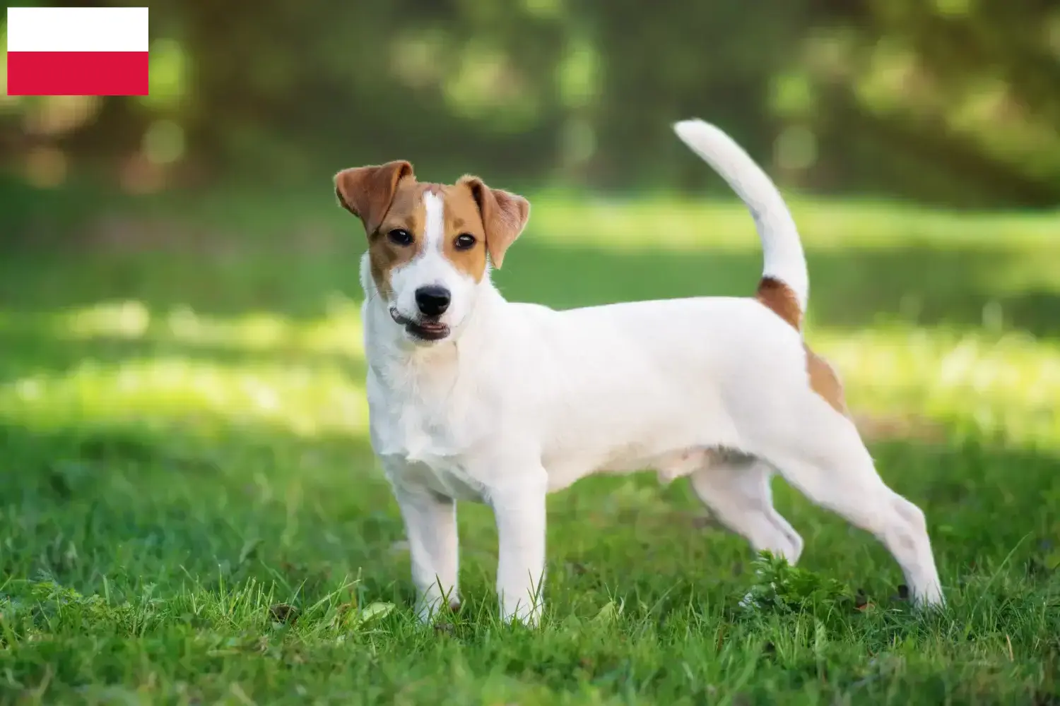 Lee más sobre el artículo Criadores y cachorros de Jack Russell en Polonia