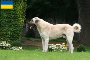 Lee más sobre el artículo Criadores de Kangal y cachorros en Ucrania