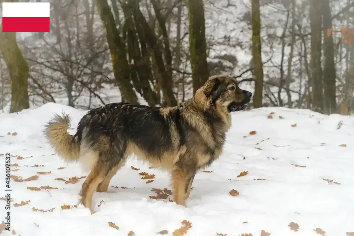 Lee más sobre el artículo Criadores de perros pastores de Karst y cachorros en Polonia