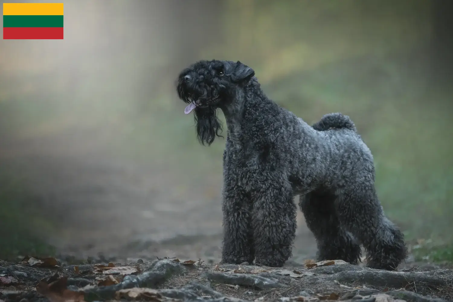 Lee más sobre el artículo Criadores y cachorros de Kerry Blue Terrier en Lituania