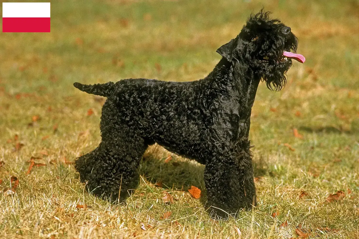 Lee más sobre el artículo Criadores y cachorros de Kerry Blue Terrier en Polonia