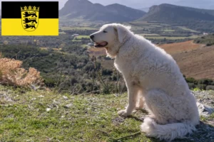 Lee más sobre el artículo Criadores de Kuvasz y cachorros en Baden-Württemberg