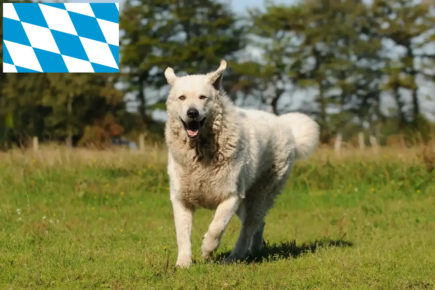 Lee más sobre el artículo Criadores y cachorros de Kuvasz en Baviera