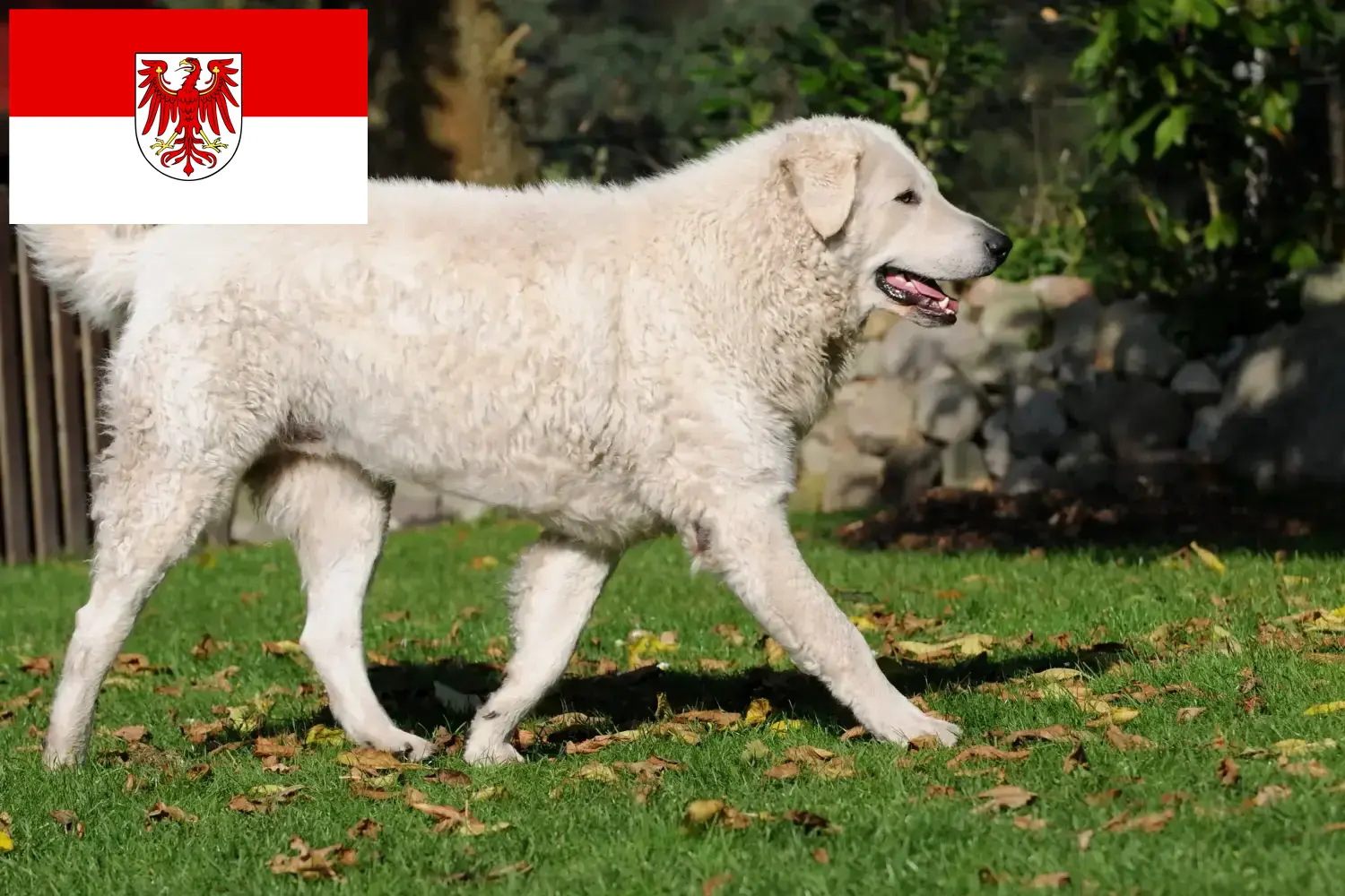 Lee más sobre el artículo Criadores de Kuvasz y cachorros en Brandenburgo