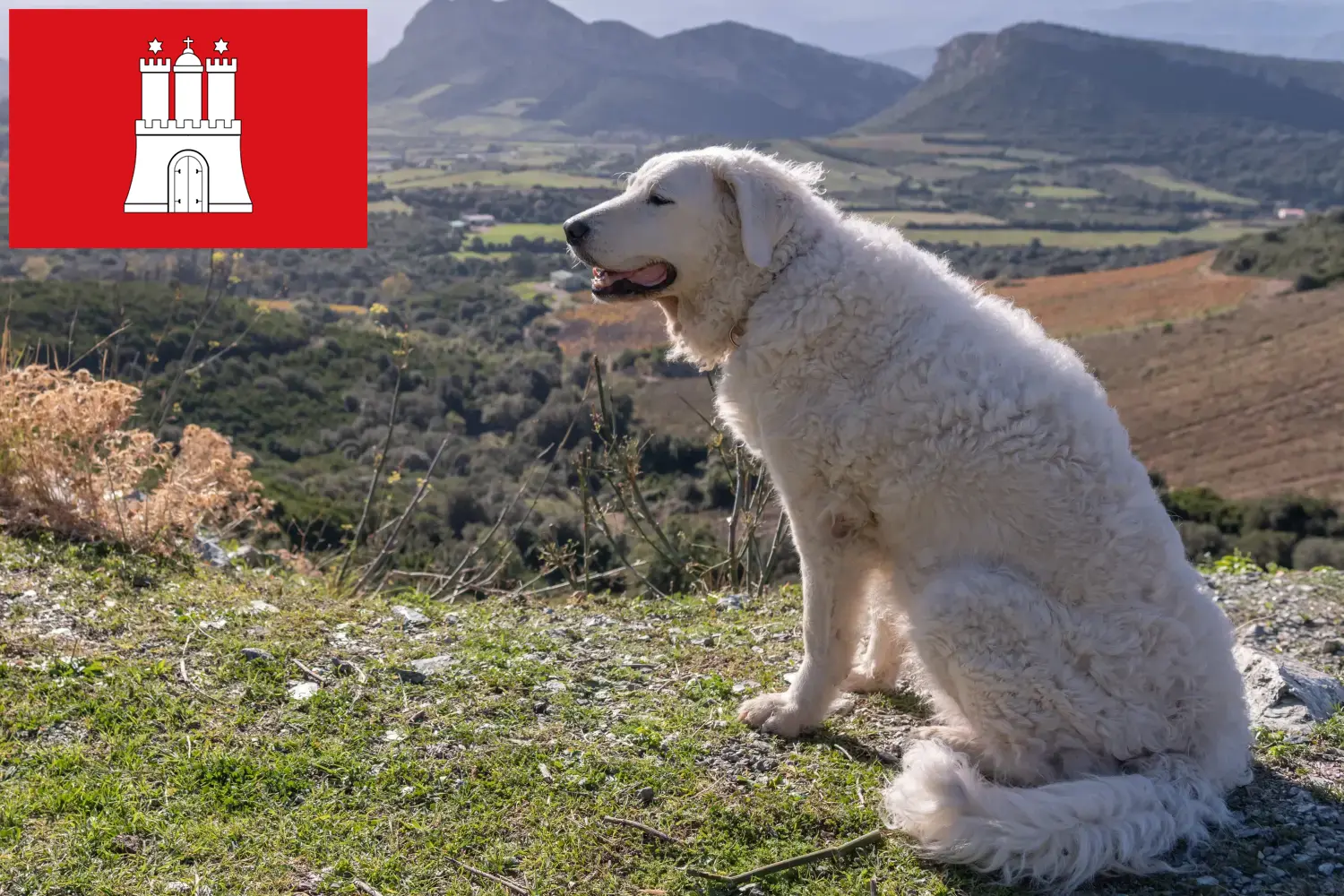 Lee más sobre el artículo Criador de Kuvasz y cachorros en Hamburgo