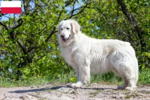 Lee más sobre el artículo Criadores de Kuvasz y cachorros en Polonia