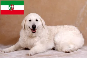 Lee más sobre el artículo Criadores de Kuvasz y cachorros en Renania del Norte-Westfalia