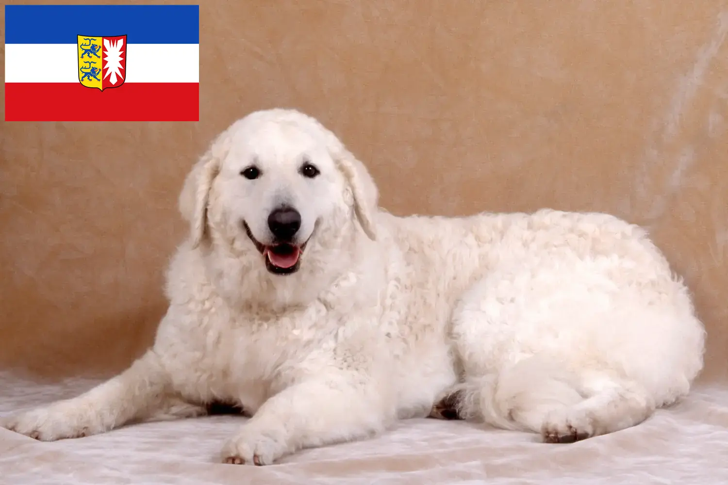 Lee más sobre el artículo Criadores y cachorros de Kuvasz en Schleswig-Holstein