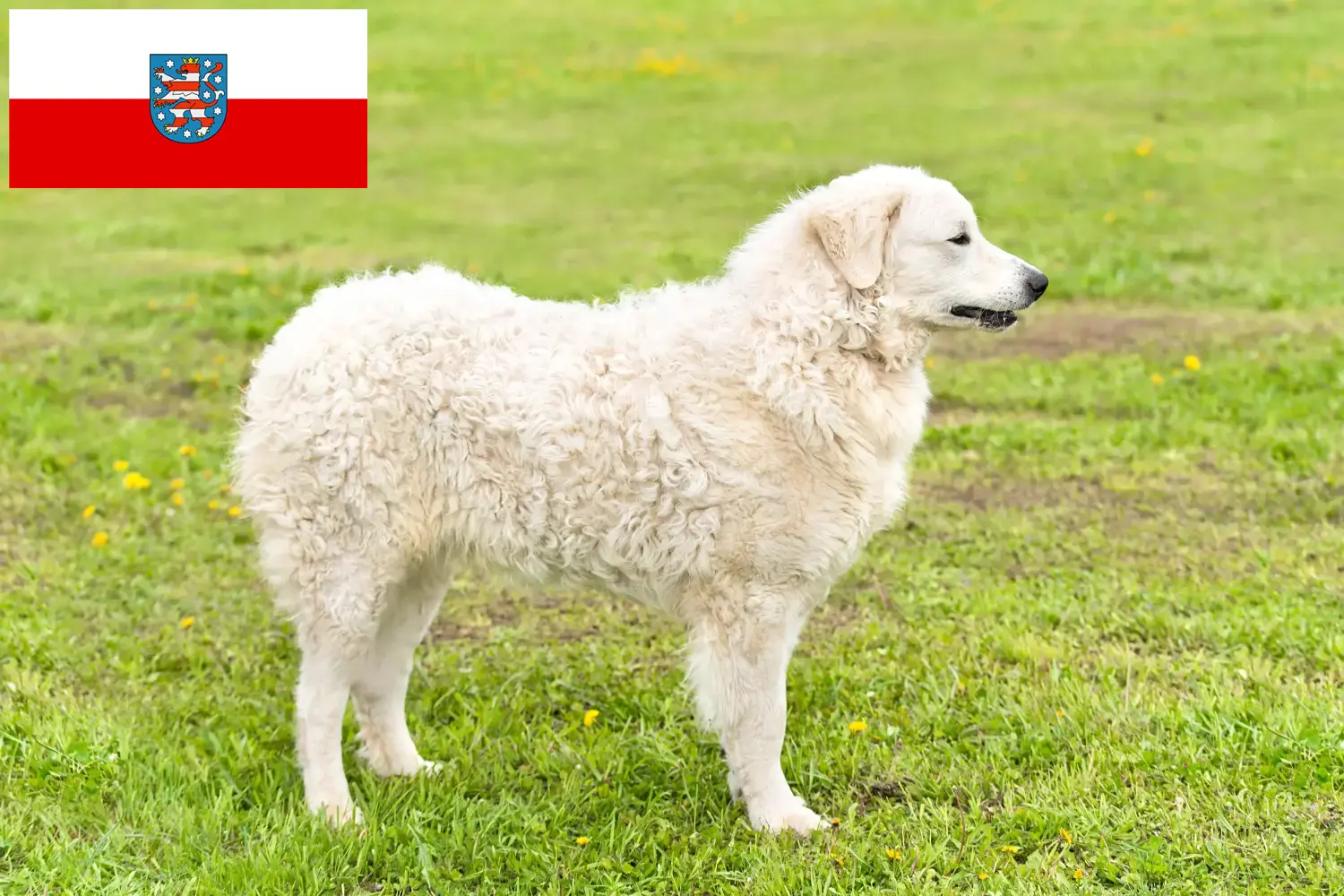 Lee más sobre el artículo Criadores y cachorros de Kuvasz en Turingia