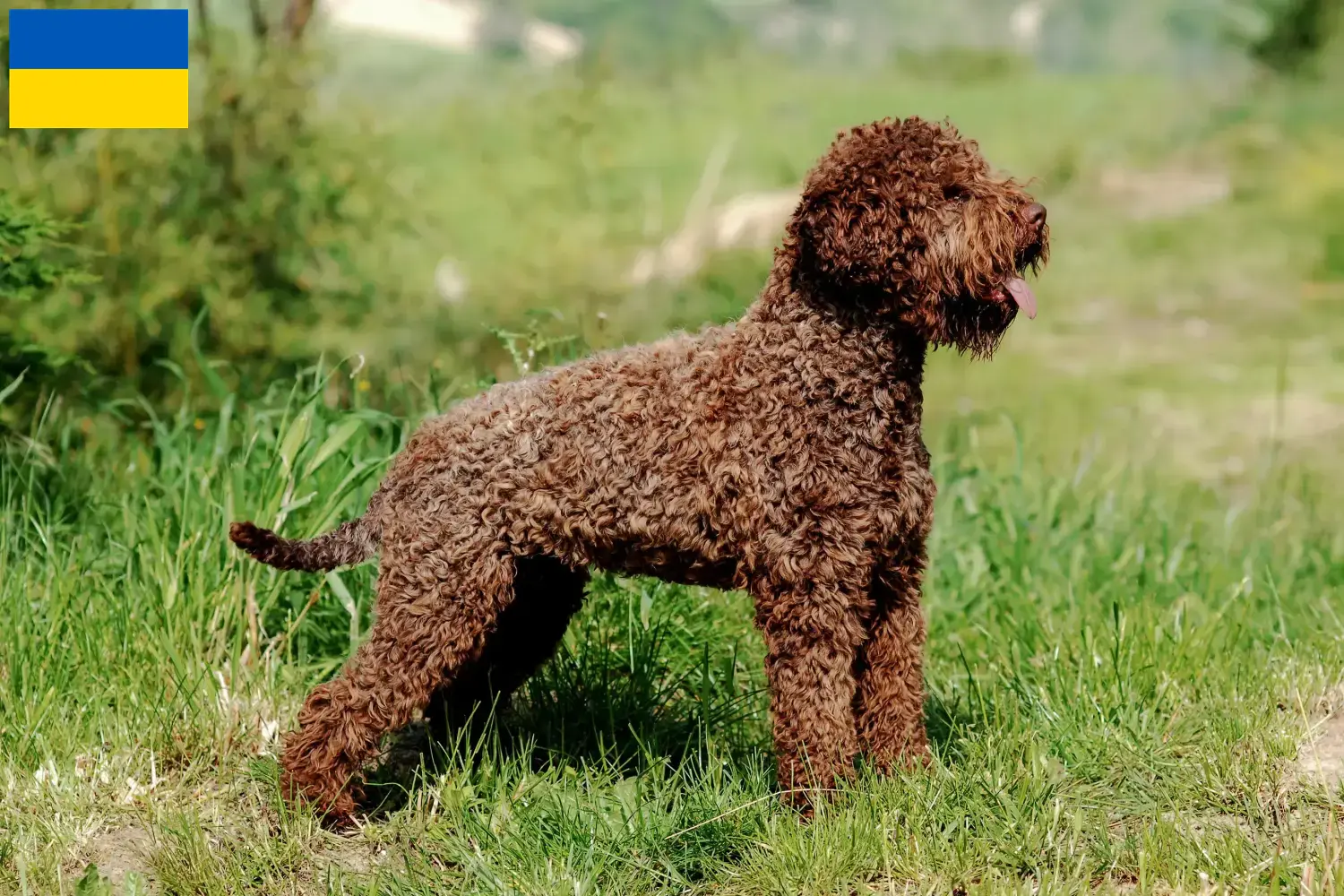 Lee más sobre el artículo Criadores de Lagotto Romagnolo y cachorros en Ucrania