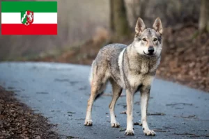 Lee más sobre el artículo Criadores de perros lobo checoslovacos y cachorros en Renania del Norte-Westfalia