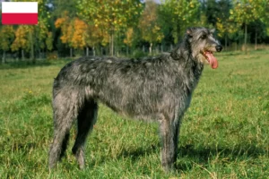 Lee más sobre el artículo Criadores de Irish Wolfhound y cachorros en Polonia