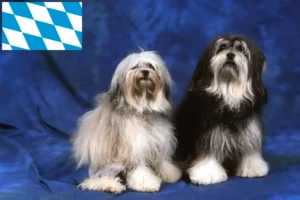 Lee más sobre el artículo Criadores y cachorros de Löwchen en Baviera