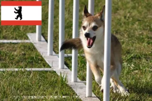 Lee más sobre el artículo Criador de Lundehund noruego y cachorros en Berlín