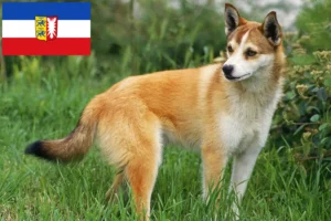 Lee más sobre el artículo Criadores de Lundehund noruego y cachorros en Schleswig-Holstein