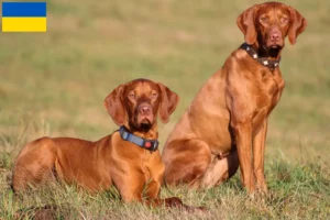 Lee más sobre el artículo Criadores de Vizsla magiar y cachorros en Ucrania