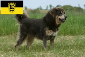 Lee más sobre el artículo Criador de Perros Tibetanos y cachorros en Baden-Württemberg
