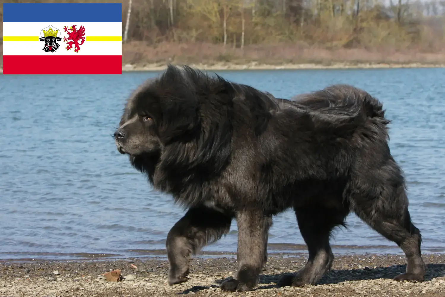 Lee más sobre el artículo Criador de Perros Tibetanos y cachorros en Mecklemburgo-Pomerania Occidental