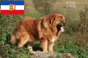 Lee más sobre el artículo Criador de Perros Tibetanos y cachorros en Schleswig-Holstein