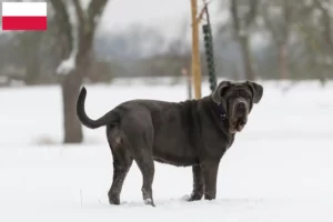 Lee más sobre el artículo Mastino Napoletano criadores y cachorros en Polonia