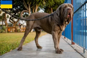 Lee más sobre el artículo Mastino Napoletano criadores y cachorros en Ucrania