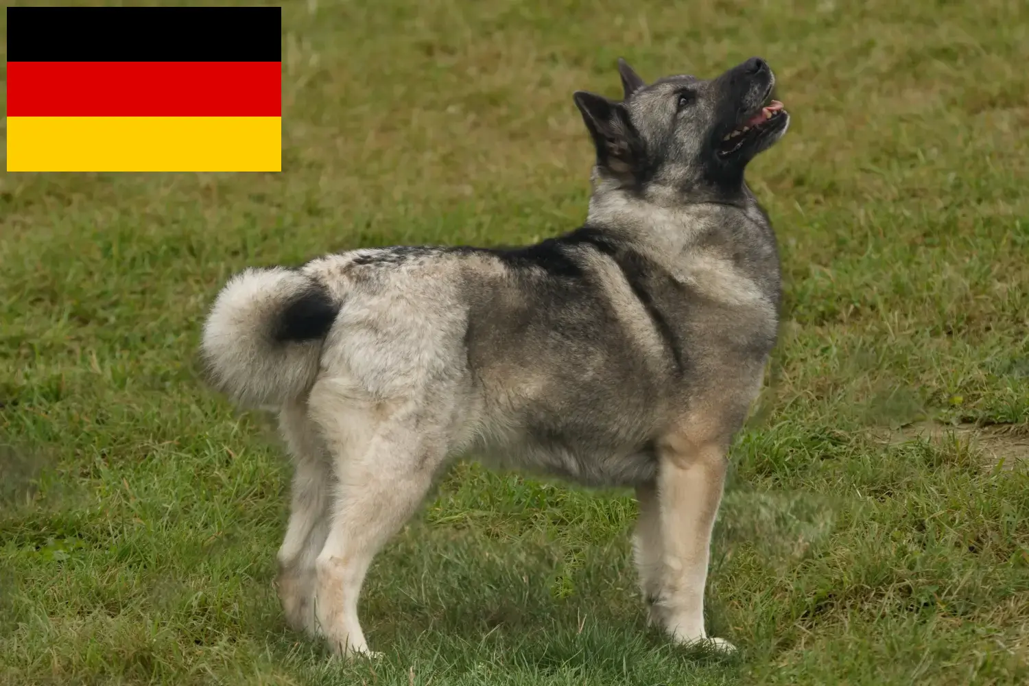 Lee más sobre el artículo Criadores de Buhund noruego y cachorros en Alemania