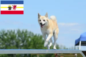 Lee más sobre el artículo Criadores de Buhund noruego y cachorros en Mecklemburgo-Pomerania Occidental