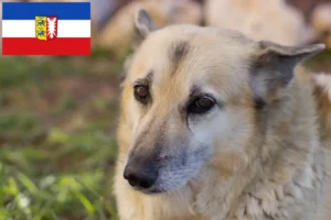 Lee más sobre el artículo Criadores de Buhund noruego y cachorros en Schleswig-Holstein