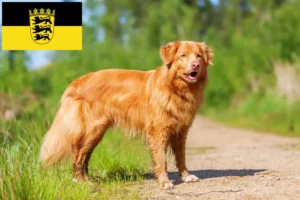 Lee más sobre el artículo Criadores y cachorros de Nova Scotia Duck Tolling Retriever en Baden-Württemberg