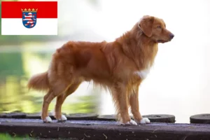 Lee más sobre el artículo Nueva Escocia Duck Tolling Retriever criadores y cachorros en Hessen