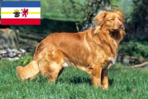 Lee más sobre el artículo Criadores y cachorros de Nova Scotia Duck Tolling Retriever en Mecklemburgo-Pomerania Occidental