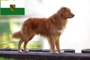 Lee más sobre el artículo Criadores y cachorros de Nova Scotia Duck Tolling Retriever en Sajonia