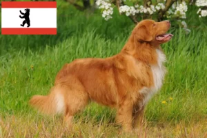 Lee más sobre el artículo Nueva Escocia Duck Tolling Retriever criadores y cachorros en Berlín