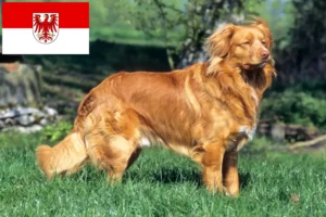 Lee más sobre el artículo Nueva Escocia Duck Tolling Retriever criadores y cachorros en Brandenburgo