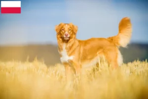 Lee más sobre el artículo Nueva Escocia Duck Tolling Retriever criadores y cachorros en Polonia