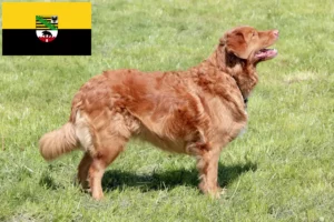 Lee más sobre el artículo Criadores y cachorros de Nova Scotia Duck Tolling Retriever en Sajonia-Anhalt