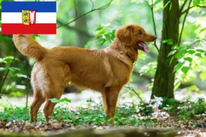 Lee más sobre el artículo Criadores y cachorros de Nova Scotia Duck Tolling Retriever en Schleswig-Holstein