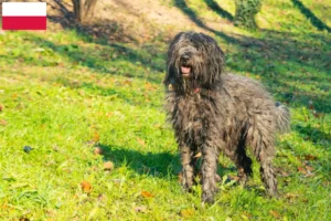 Lee más sobre el artículo Pastor Bergamasco Criador y Cachorros en Polonia