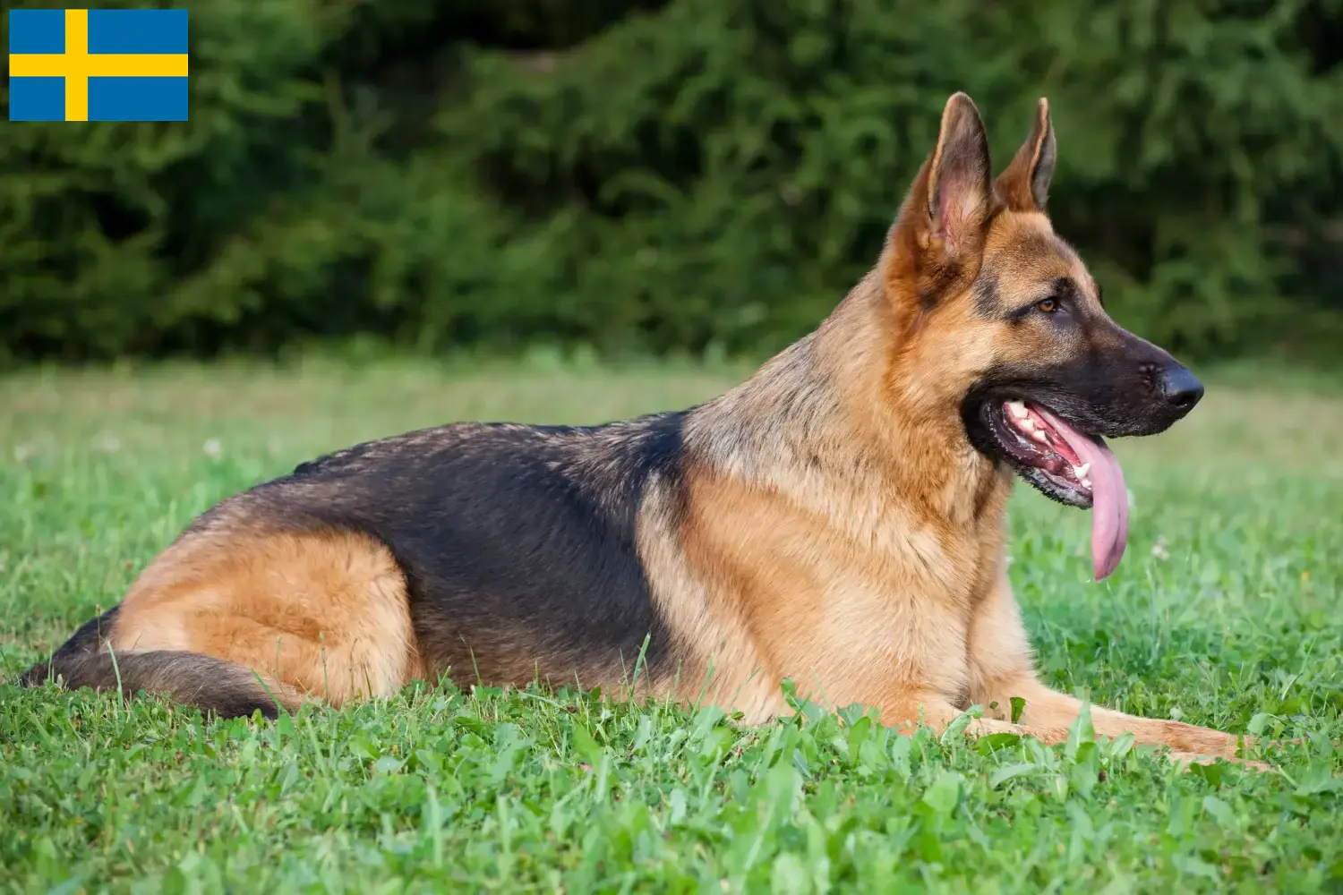 Lee más sobre el artículo Criadores de perros pastores y cachorros en Suecia