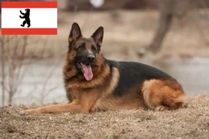 Lee más sobre el artículo Criadores de perros pastor y cachorros en Berlín