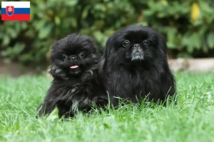 Lee más sobre el artículo Criadores de pequinés y cachorros en Eslovaquia