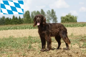 Lee más sobre el artículo Criadores y cachorros de pelo largo alemán en Baviera