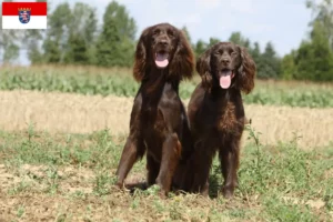 Lee más sobre el artículo Criadores de pelo largo alemán y cachorros en Hesse