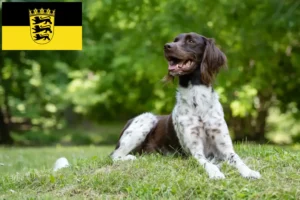 Lee más sobre el artículo Pequeño criador de Münsterländer y cachorros en Baden-Württemberg