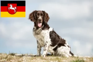 Lee más sobre el artículo Pequeño criador de Münsterländer y cachorros en Baja Sajonia