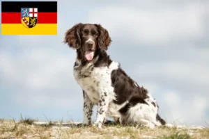 Lee más sobre el artículo Pequeño criador de Münsterländer y cachorros en Sarre