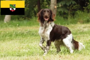 Lee más sobre el artículo Pequeño criador de Münsterländer y cachorros en Sajonia-Anhalt