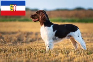 Lee más sobre el artículo Pequeño criador de Münsterländer y cachorros en Schleswig-Holstein