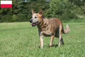 Lee más sobre el artículo Criadores de Perros Boyeros Australianos y cachorros en Polonia